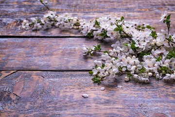 Spring cherry branch in blossom on wooden background, copy space.