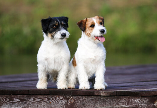 Two cute adorable rough haired jack russell terrier sitting outdoors on summer time with green grass background. White and sable brown jack russell terrier posting outside, nice portrait of pet dog 
