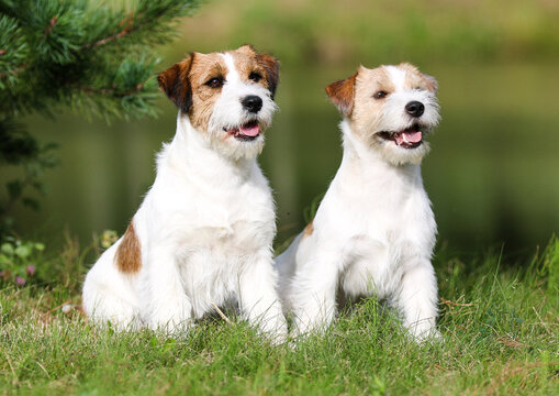 Two Cute Adorable Rough Haired Jack Russell Terrier Sitting Outdoors On Summer Time With Green Grass Background. White And Sable Brown Jack Russell Terrier Posting Outside, Nice Portrait Of Pet Dog 