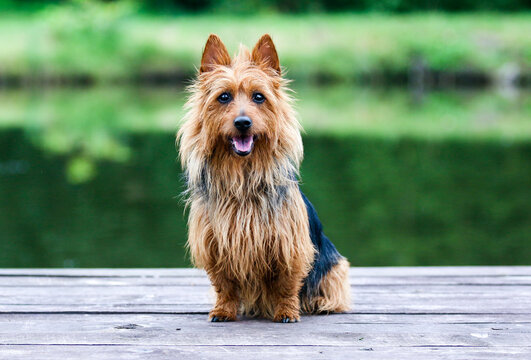 Summer portrait of black and sable tan purebred typical australian terrier. Pedigreed australian terrier dog sitting outside on wooden pier with green background. Smiling attractive doggy portrait 