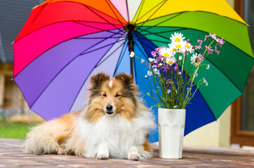 Cute, fur sable white shetland sheepdog, small collie lies outdoors on summer time on rainy day....