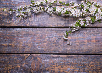 Cherry branch in a white blossom on a wooden background, copy space.
