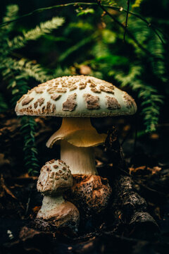 Poison death cap mushroom
