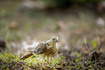 Shikra or Accipiter badius or little banded goshawk ground perched in search of insects at ranthambore national park rajasthan india