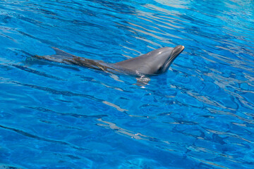 Dolphin at open zoo Spain