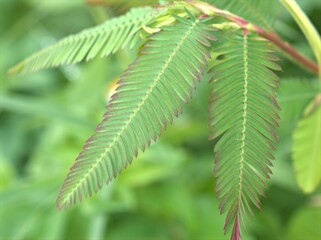 Closeup green leaf of Mimosa pigra plants in garden with blurred background ,macro image ,nature leaves for card design,soft focus ,swet color for card design