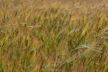 The rye green. Rye field under the summer hot sun, ripe ears of rye. The concept of a rich harvest.