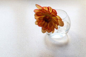Dahlia flower in a glass round vase on a gray background in the sun and with shadows from objects, side view-the concept of the arrival of gloomy autumn days