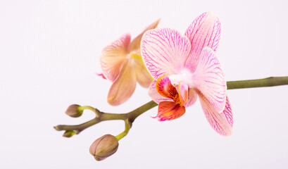 Fototapeta na wymiar Fresh natural orchid flower on a white background. Copy space. Close up.