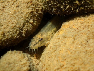 Loach fish hiding between underwater rocks. Natural freshwater habitat, camouflaged aquatic wildlife scene, ideal for ecology and biodiversity themes