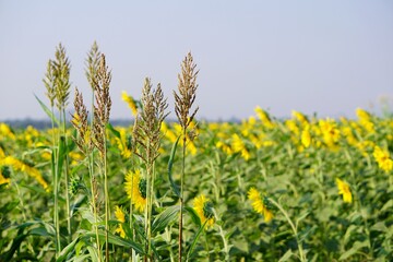 field of yellow flowers