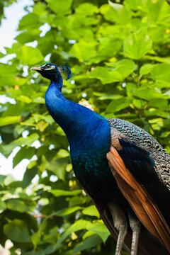 Closeup portrait of an peacock in wilderness.