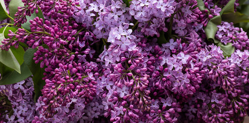 Purple lilac blossoming background. Natural flowers layout.