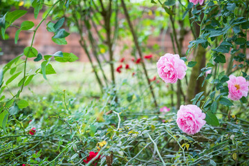 Beautiful colorful pink roses flower in the garden