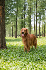 Golden Retriever playing in outdoor grass