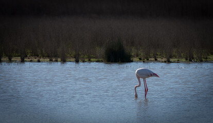 Flamencos Laguna Fuente de Piedra