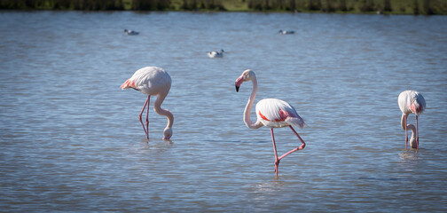 Flamencos Laguna Fuente de Piedra