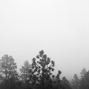 Thick, soupy fog with trees in the foreground