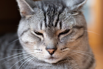 可愛い寝顔　　サバトラ猫