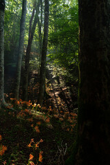 キツネノカミソリの群生地　　大栗山