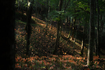 Obraz premium キツネノカミソリの群生地 大栗山