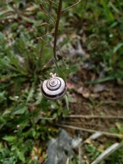 snail on leaf