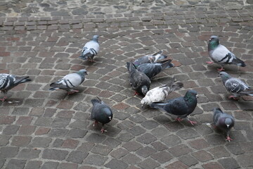piccioni in una piazza