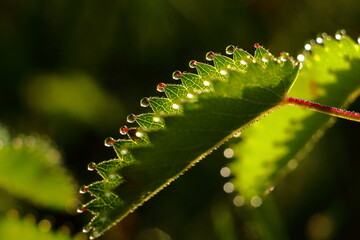 Close-up of great burnet (Sanguisorba officinalis) leaf with guttation droplets in warm morning light. Fresh, natural detail from a meadow plant