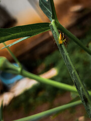Spider on a plant