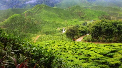 Stunning landscape with tea plantation terraces