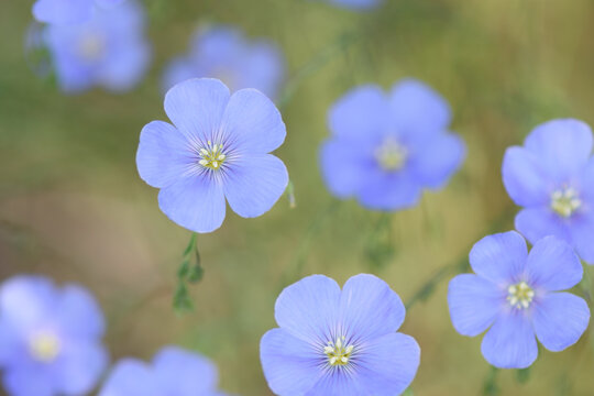 Blue Flax wildflowers