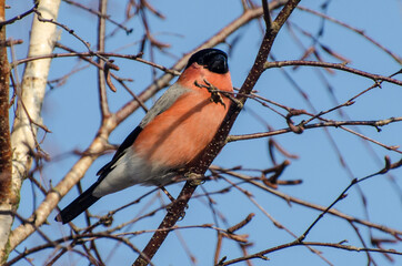 Native Birds of Germany