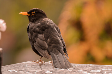 Native Birds of Germany