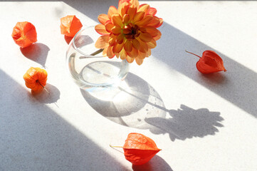 Orange inflorescences of physalis with a Dahlia flower in a vase on a gray background in the sun with shadows from objects, side view
