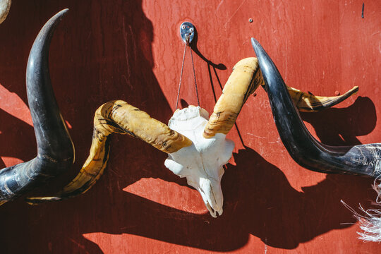 Animal skull in Lhasa,Tibet