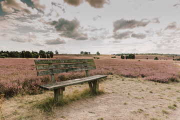 Wooden bench on the edge of a meadow with heather