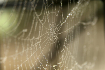 morning dew on the web