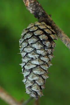 Close up of a pine cone