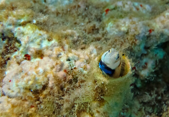 Small fish  of the Red Sea, belongs to the family Blennidae, its scientific name is Lance blenny (Aspidontus dussumieri), it inhabits refuges of coral reefs