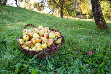 Basket of fresh natural apples in a garden on the grass.