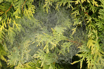 morning dew on the web