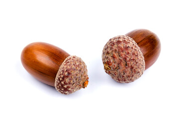 Ripe acorns isolated on  white background, close-up