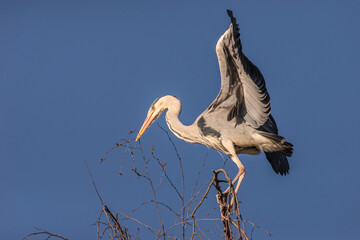 Native Birds of Germany