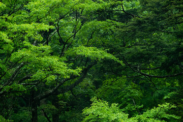 Fototapeta na wymiar 緑が美しい森