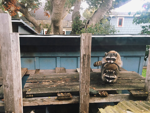 two raccoons having sex (mating)