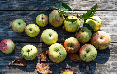 Top view of freshly pickes ripe natural apples on a wooden table.