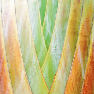 Abstract Close up of a Palm Tree