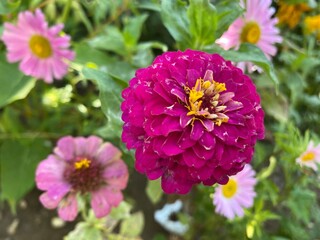 Obraz premium pink dahlia flower