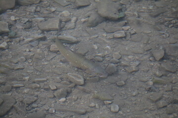 Fototapeta na wymiar pesce cavedano che nuota nel fiume