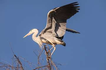 Native Birds of Germany
